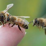 Bees on Finger