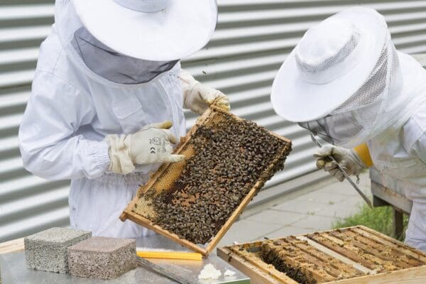 A beekeeper is inspecting the bees on his hive.