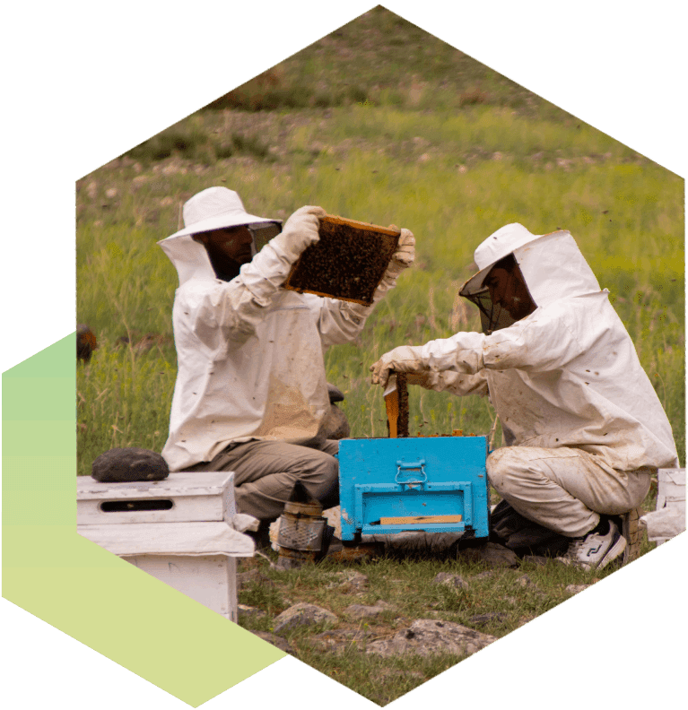 Two beekeepers are working on a hive.