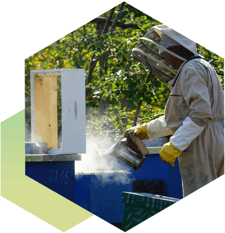 A beekeeper is spraying bees with his equipment.