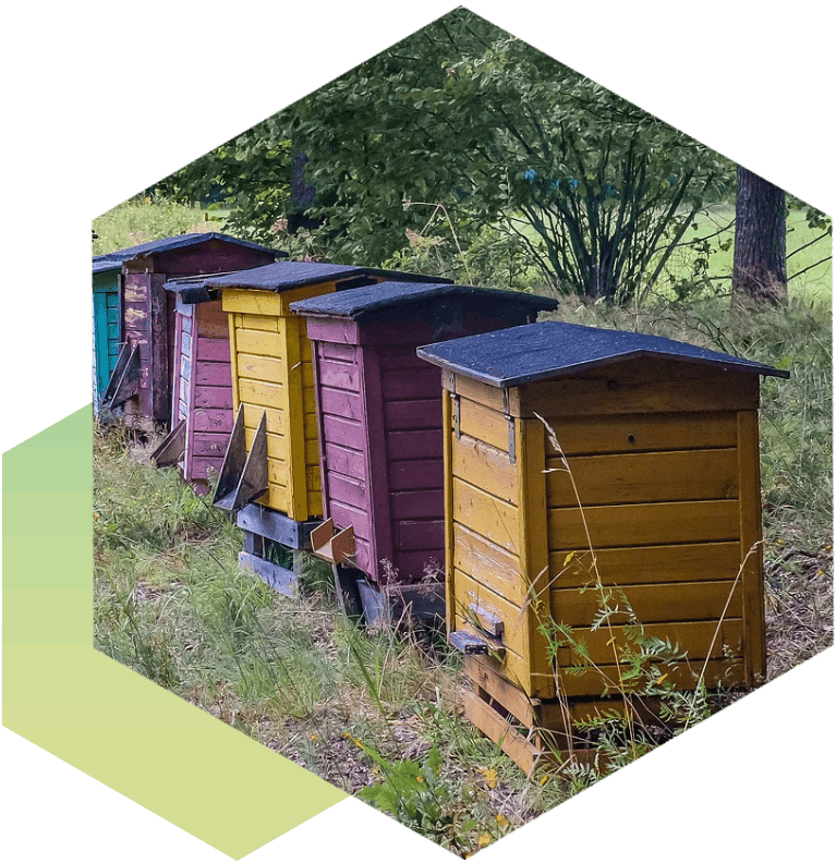 A row of beehives in the grass.