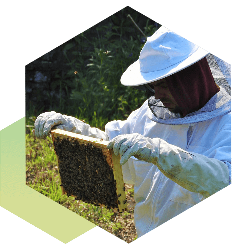 A beekeeper is holding up his honeycomb.