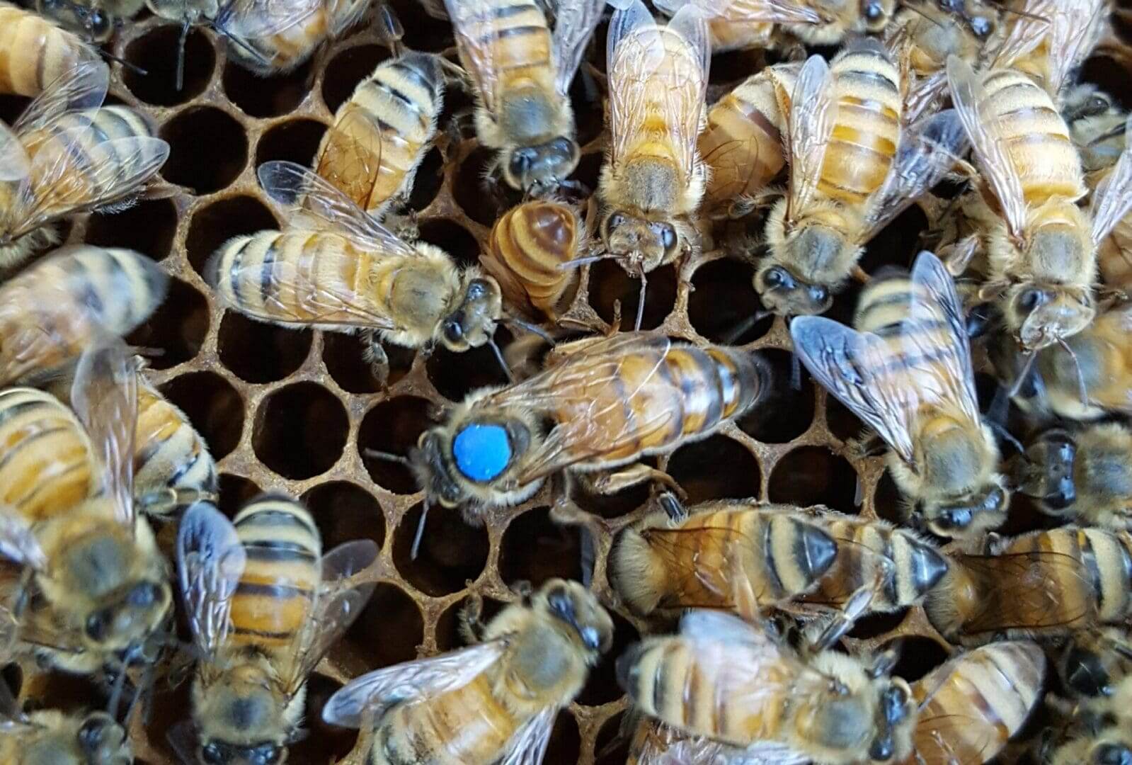 Blue queen honeybee on bright yellow flower.